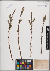 Foto von Salix daphnoides Vill.